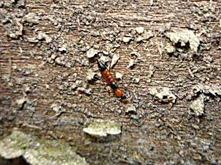 �p���b�����X�A�I�o�A���K�^�n�l�J�N�V