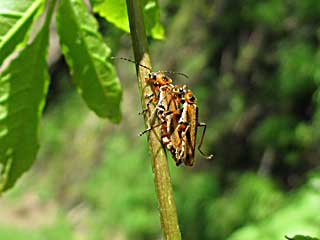 �i�J�l�C�N�r�A�J�W���E�J�C