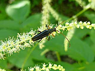 �t�F�������X�J�^�L�n�i�J�~�L��