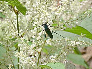 �^���I�f�X�I�I�A�I�J�~�L��