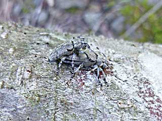 �Z�j���X�S�}�t�J�~�L��