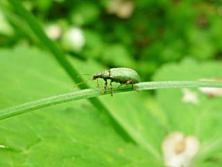 �v�������K�g�D�X�q�Q�{�\�]�E���V