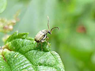 ���E�g�D�X�^�P�C�}���]�E���V