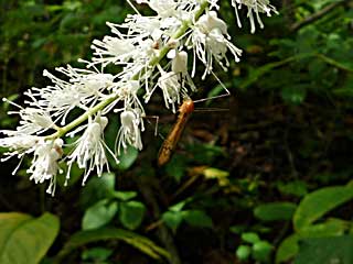 �z�b�J�C�f���V�X�N�`�i�K�J�K���{