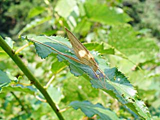 ���l�I�X�X�N�T�L��