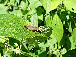 ���|�j�N�X�}�c���V���h�L