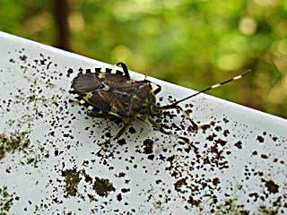 ���e�I�����A�i�V�J�����V