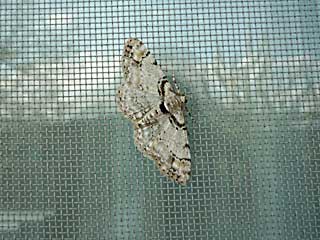 �N���v�X�N�����A�g�r�X�W�G�_�V���N