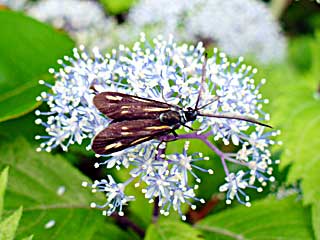 �O���L���X�z�\�}�_��