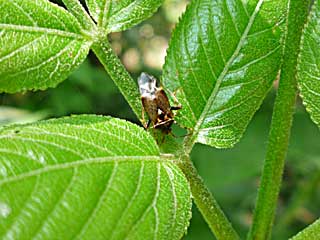 ���u���y�X�N���J�X�~�J��