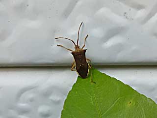 ���X�e�B�N�X�n���J�����V