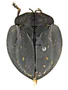 ge241ブローチハムシ