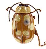 ge227�m�~�n���V