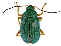 ge238ヒゲナガハムシ