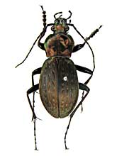 アッロウィアヌスオサムシ♂