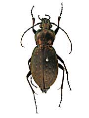 アッロウィアヌスオサムシ♀