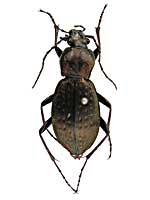 イワワキアヌスオサムシ♀