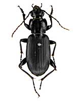 レプティスナガゴミムシ