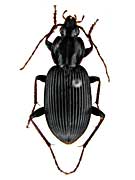 マグヌスヒラタゴミムシ