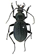 グラヌラトゥスオサムシ