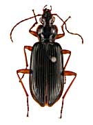 リモドロモイデスモリヒラタゴミムシ