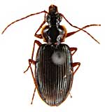 アウレリウスモリヒラタゴミムシ