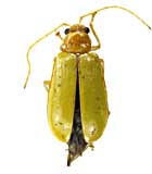 ge226ヒゲナガハムシ