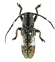 ge87ゴマフカミキリ♀