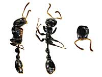 sp2ナガフシアリw