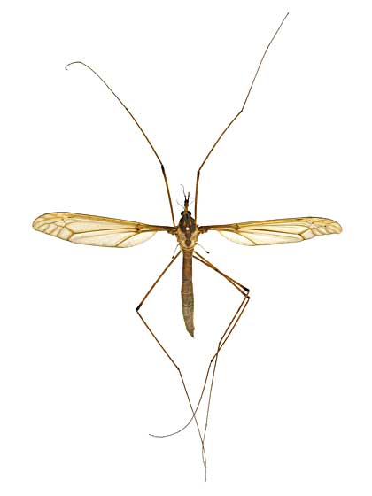 ミカドミカドカガンボ♀