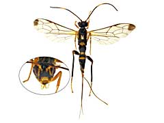 �A�s�J���X�c�}�O���P���q���o�`��