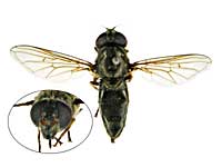 �����M�y���j�X�N���n�i�A�u��