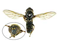 �����M�y���j�X�N���n�i�A�u��