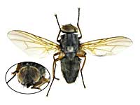 ge31ヤドリバエ♂