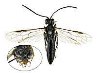 ge40�n�o�`��