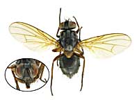 ge32ヤドリバエ♀