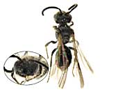 sp9ヒメハナバチ♂