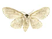 グリセスケンスシロシャチホコ♀裏