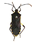 ビコロリペスキバラヘリカメムシ