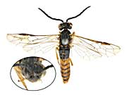 ge39�n�o�`��