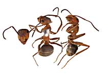 エッセンシスアカヤマアリw