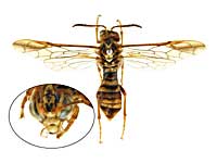 �C�g�C�C�g�E�n�o�`��