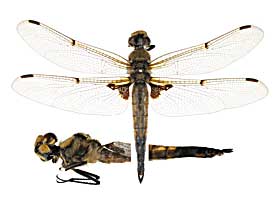 �N�A�h���}�N���^���c�{�V�g���{��