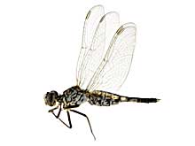 パノルポイデスコシブトトンボ♂