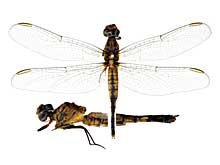 �p�m���|�C�f�X�R�V�u�g�g���{���\