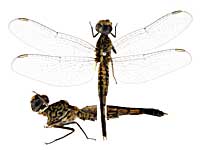 �p�m���|�C�f�X�R�V�u�g�g���{���\