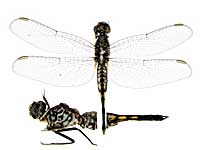 �p�m���|�C�f�X�R�V�u�g�g���{���\