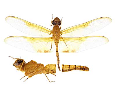 �N���P�E�X�I�I�L�C���g���{��