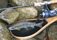 バックナンバー51