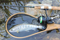 バックナンバー77